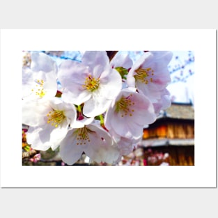 Photography - hanami at Fukuoka castle Posters and Art